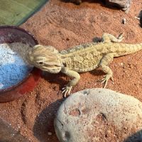 Terrariums 45 et 90cm + 2 pogona nain henrylawsoni #9