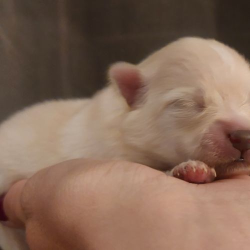 Spitz nain pomeranian #3