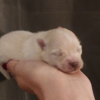 Spitz nain pomeranian #5