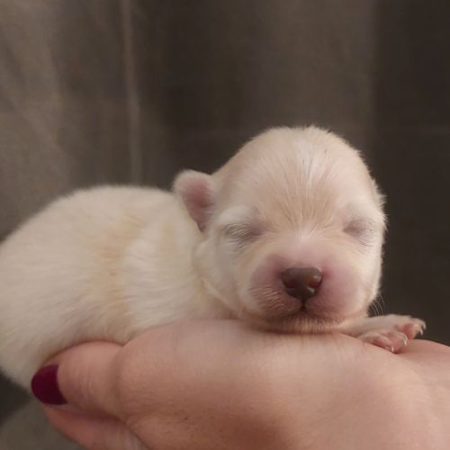 Spitz nain pomeranian #0