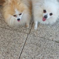 Spitz nain pomeranian #1