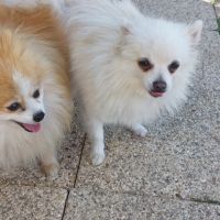 Spitz nain pomeranian #2