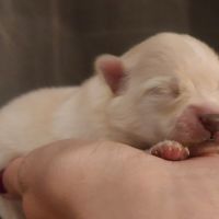 Spitz nain pomeranian #3