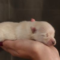 Spitz nain pomeranian #4