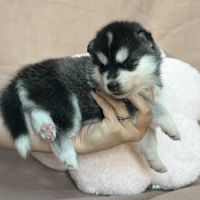Chiot husky de siberie lof 