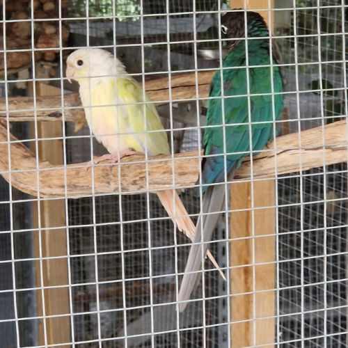 Conure molinae #1