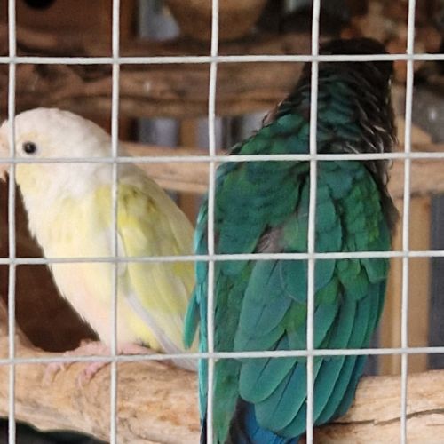 Conure molinae #0