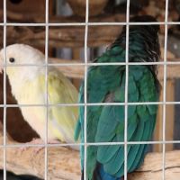 Conure molinae