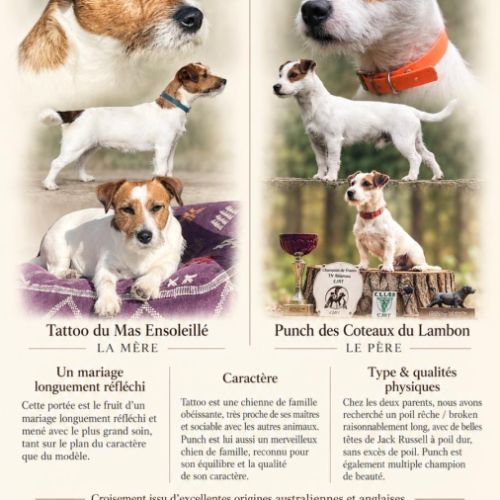 Chiots jack russell terrier lof – magnifiques #0