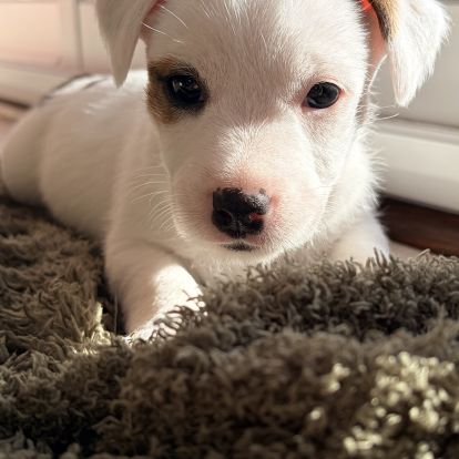 Chiots jack russell terrier lof – magnifiques #2