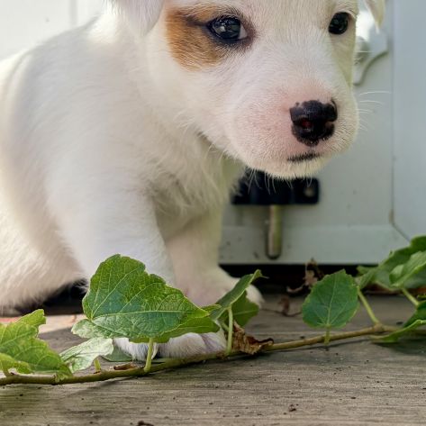 Chiots jack russell terrier lof – magnifiques #3