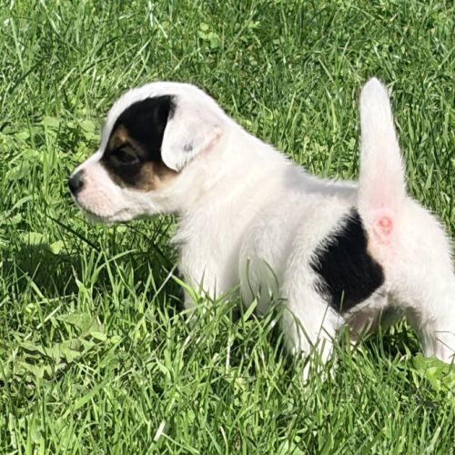 Chiots jack russell terrier lof – magnifiques #5