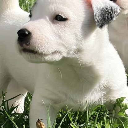 Chiots jack russell terrier lof – magnifiques #6