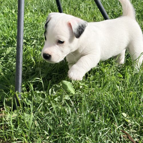 Chiots jack russell terrier lof – magnifiques #7