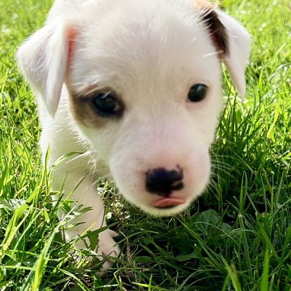 Chiots jack russell terrier lof – magnifiques #9