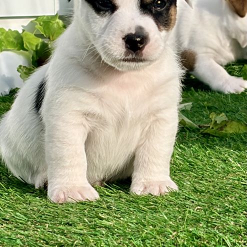 Chiots jack russell terrier lof – magnifiques #10