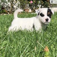 Chiots jack russell terrier lof – magnifiques #4