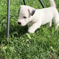 Chiots jack russell terrier lof – magnifiques #7