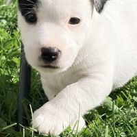 Chiots jack russell terrier lof – magnifiques #8