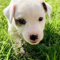 Chiots jack russell terrier lof – magnifiques #9