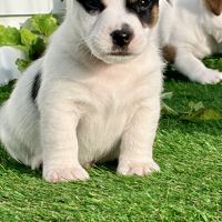 Chiots jack russell terrier lof – magnifiques #10
