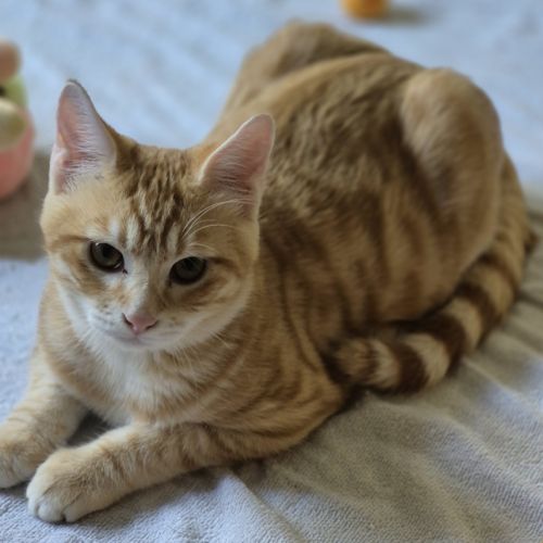 Benji : petit prince de 5 mois #2