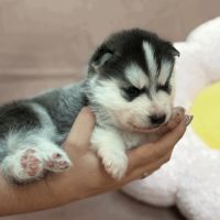 Chiot femelle husky de siberie lof 'berry'