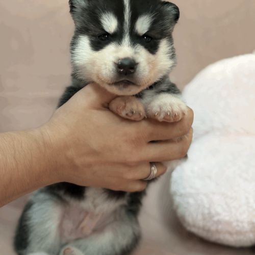 Chiot husky de siberie lof mâle 