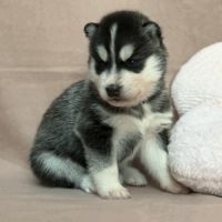 Chiot husky de siberie lof mâle 