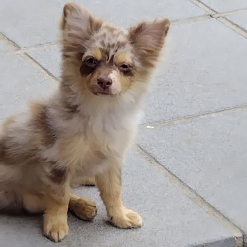 Pomchi mâles à vendre #2