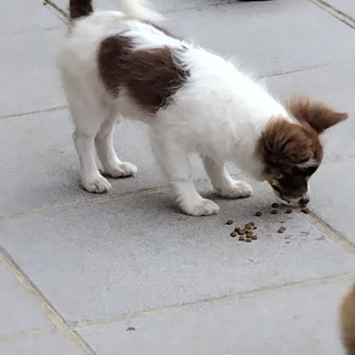 Pomchi mâles à vendre #3