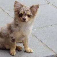 Pomchi mâles à vendre #2