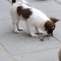 Pomchi mâles à vendre #3