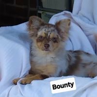 Pomchi mâles à vendre #0