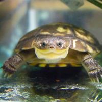 Donne 2 tortue d'eau pélomedusa subrufa  âge 3ans #1