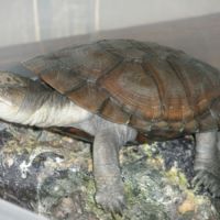 Donne 2 tortue d'eau pélomedusa subrufa  âge 3ans #0