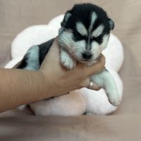 Chiot husky de siberie lof femelle 