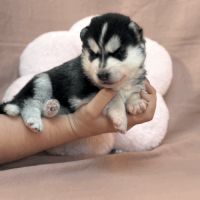 Chiot husky de siberie lof femelle 