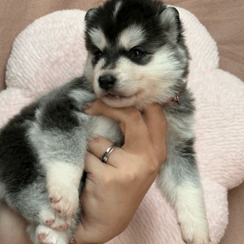 Chiot husky de sibérie lof femelle 