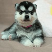 Chiot husky de sibérie lof femelle 
