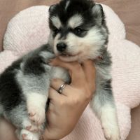 Chiot husky de sibérie lof femelle 