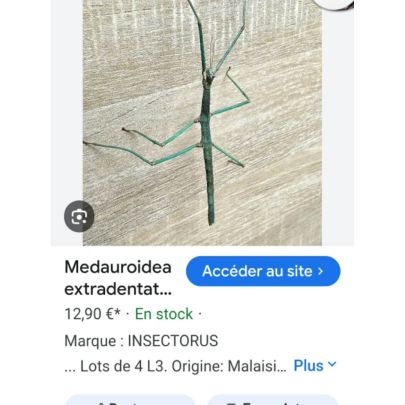 Vente de bebe phasme