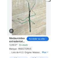 Vente de bebe phasme #0