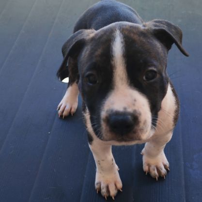 Américain staffordshire terrier #1