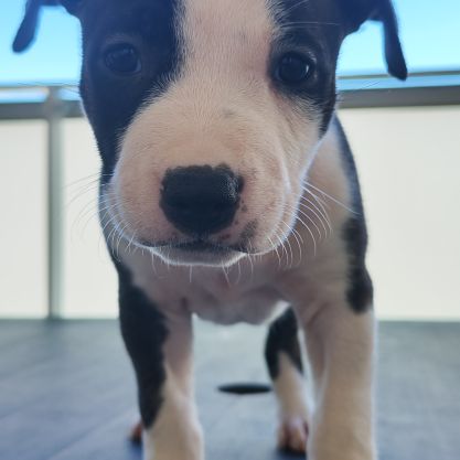 Américain staffordshire terrier #2