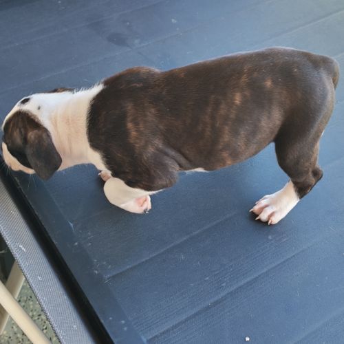 Américain staffordshire terrier #3