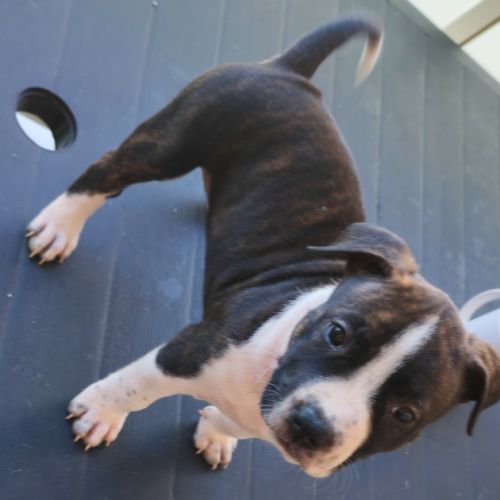 Américain staffordshire terrier #4