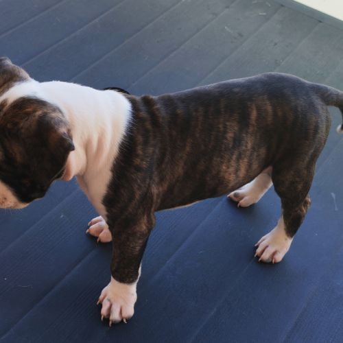 Américain staffordshire terrier #5