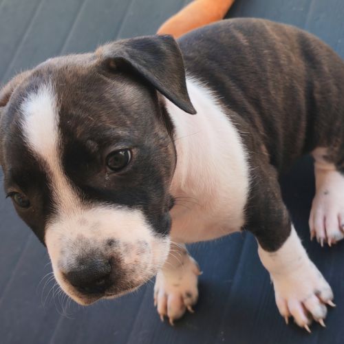 Américain staffordshire terrier #7