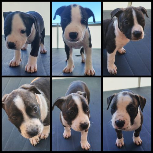 Américain staffordshire terrier